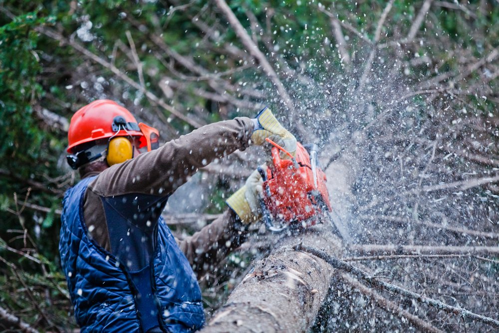Tree removal and trimming work
